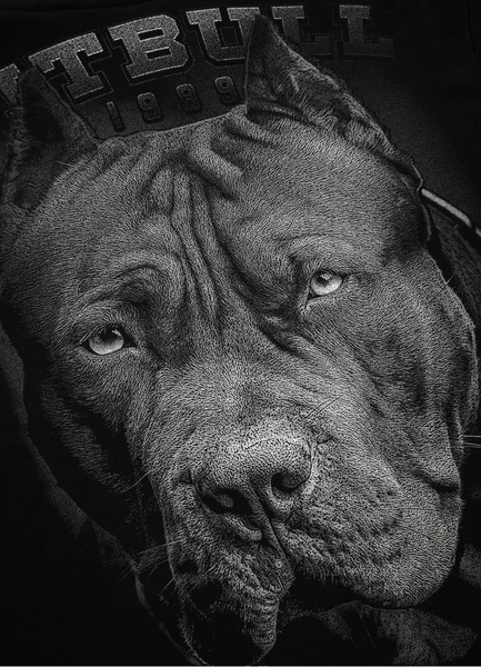Bluza z kapturem PIT BULL "Born in 1989" - czarna