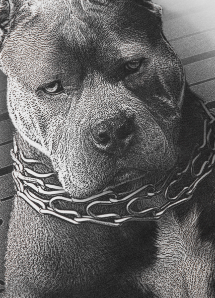 Koszulka PIT BULL "Mugshot II" - biała