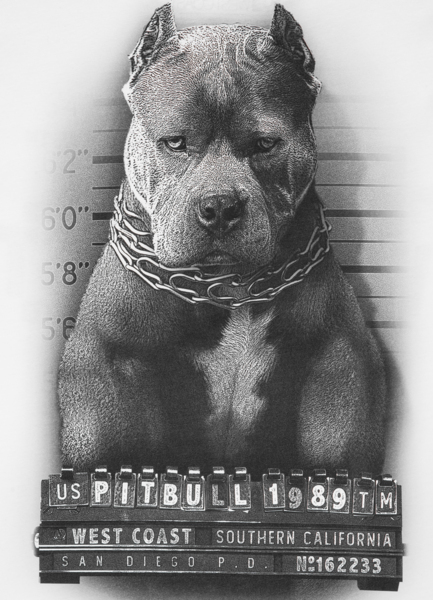 Koszulka PIT BULL "Mugshot II" - biała